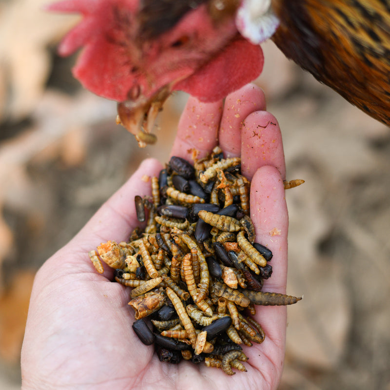 Bug Bonanza™