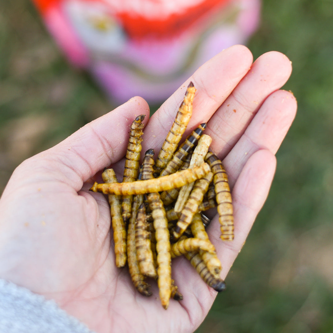 Superworm Snack™ – Happy Hen Treats